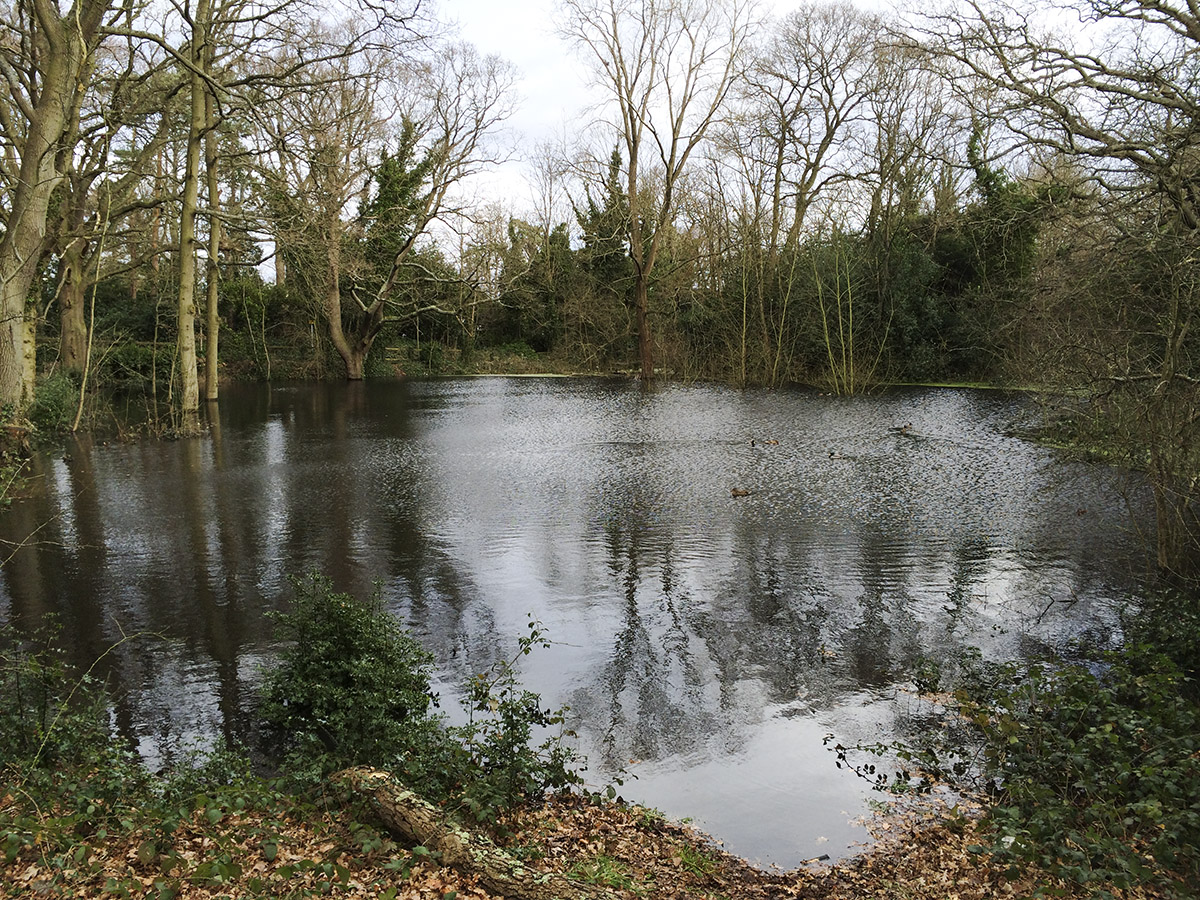 Seasonal pond, Hayes Common. 9 February 2014. Seasonal pond, Hayes Common. 9 February 2014.