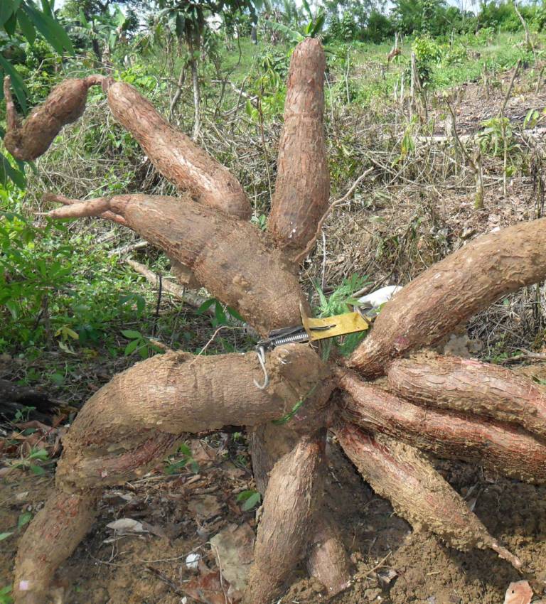 Teknologi Produksi Budidaya Singkong PT. Subur Jaya Abadi
