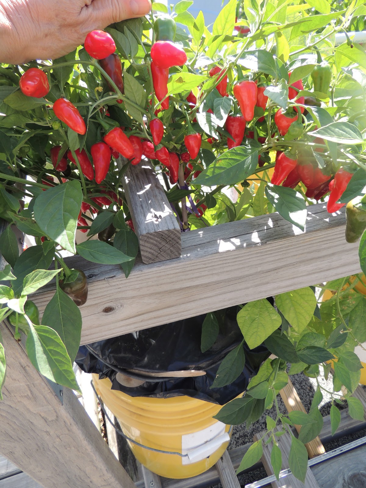 Green Roof Growers Rooftop Hot Peppers 2012