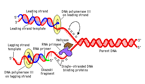 dna systhesis dna systhesis