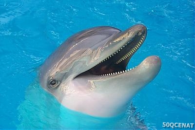 delfinler haqqinda delfinler haqqinda