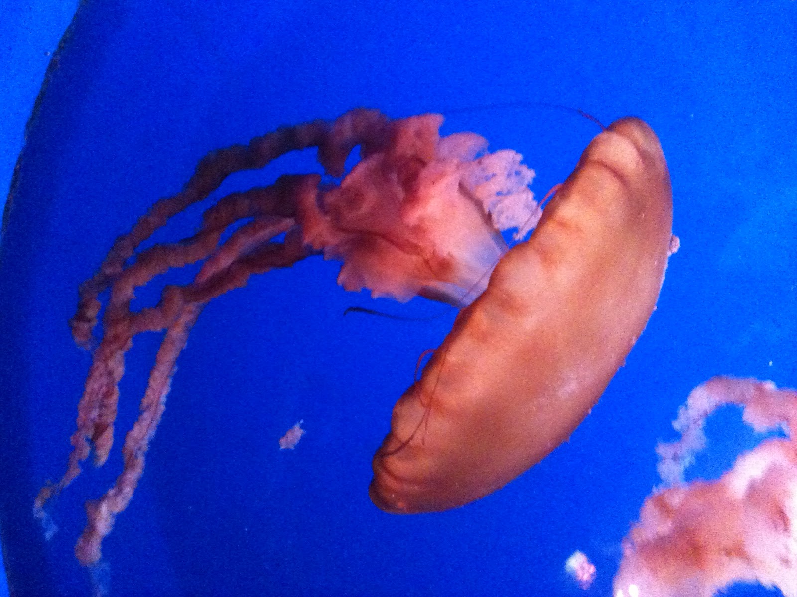 AP Bio Blog 2012 3 Pictures