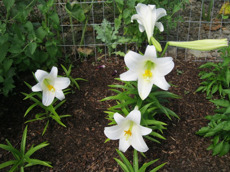 can easter lilies be planted outside plants and stones garden easter can easter lilies be planted outside plants and stones garden easter