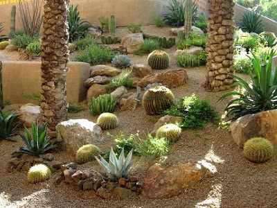 jardín de cactus en terraza azotea jardín de cactus en terraza azotea