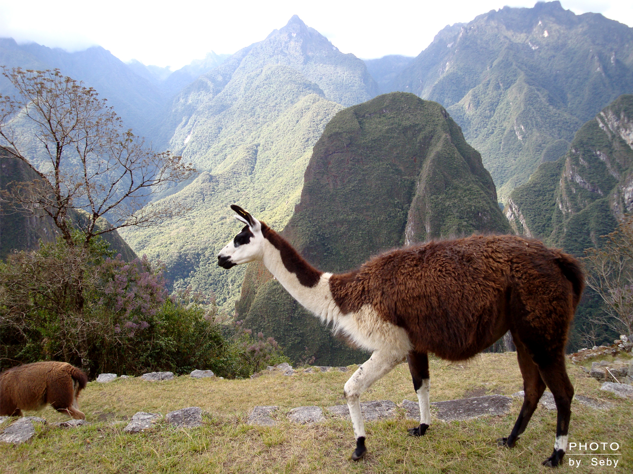 La diversidad geográfica y climática del Perú origina su extraordinaria