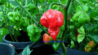 Trinidad Butch T Scorpion chiles, superhotchiles.com