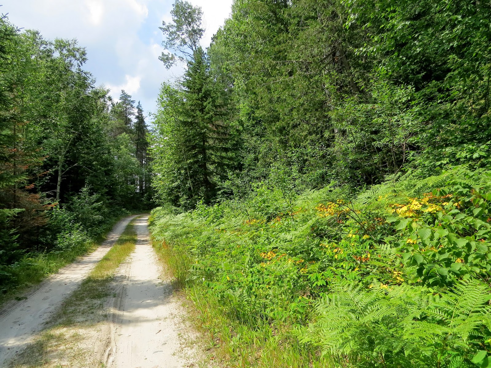 Birds of South Porcupine and Timmins Ivanhoe Lake Provincial Park