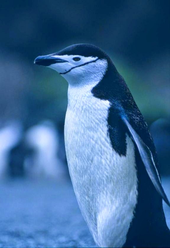 Species Report --- Penguins: Taxonomic Classification of Penguins