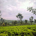 Tempat Wisata Perkebunan Teh Gambung, Bandung
