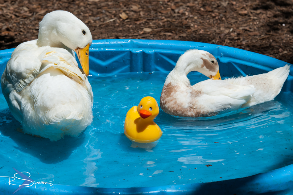 Shutter Speed The Rubber Ducky Attack