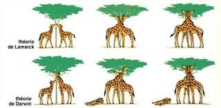 VARIACION NO HEREDITARIA variacion no hereditaria: