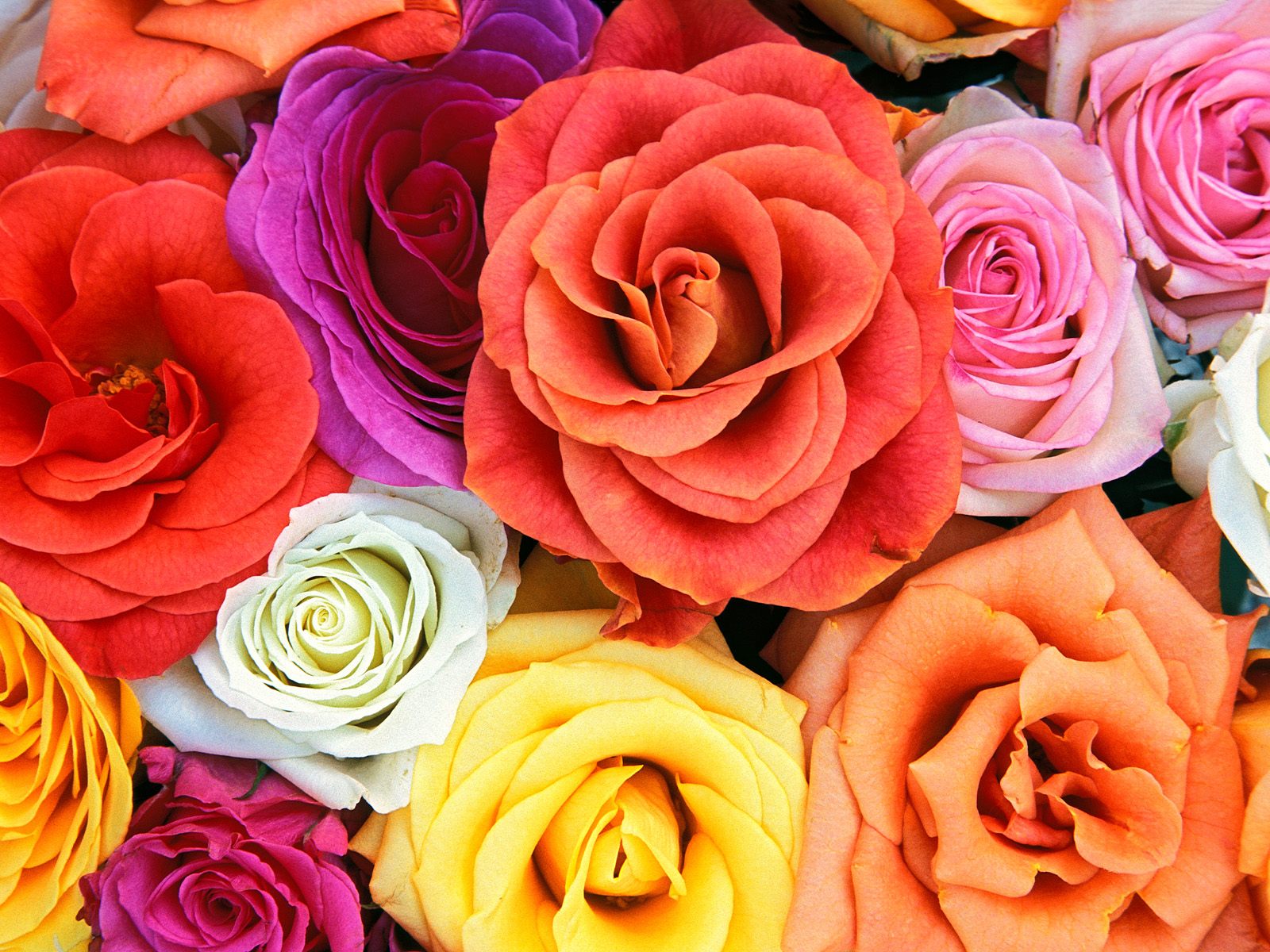GambarBaru Gambar Bunga Rose Mekar Warna Warni GambarBaru Gambar Bunga Rose Mekar Warna Warni