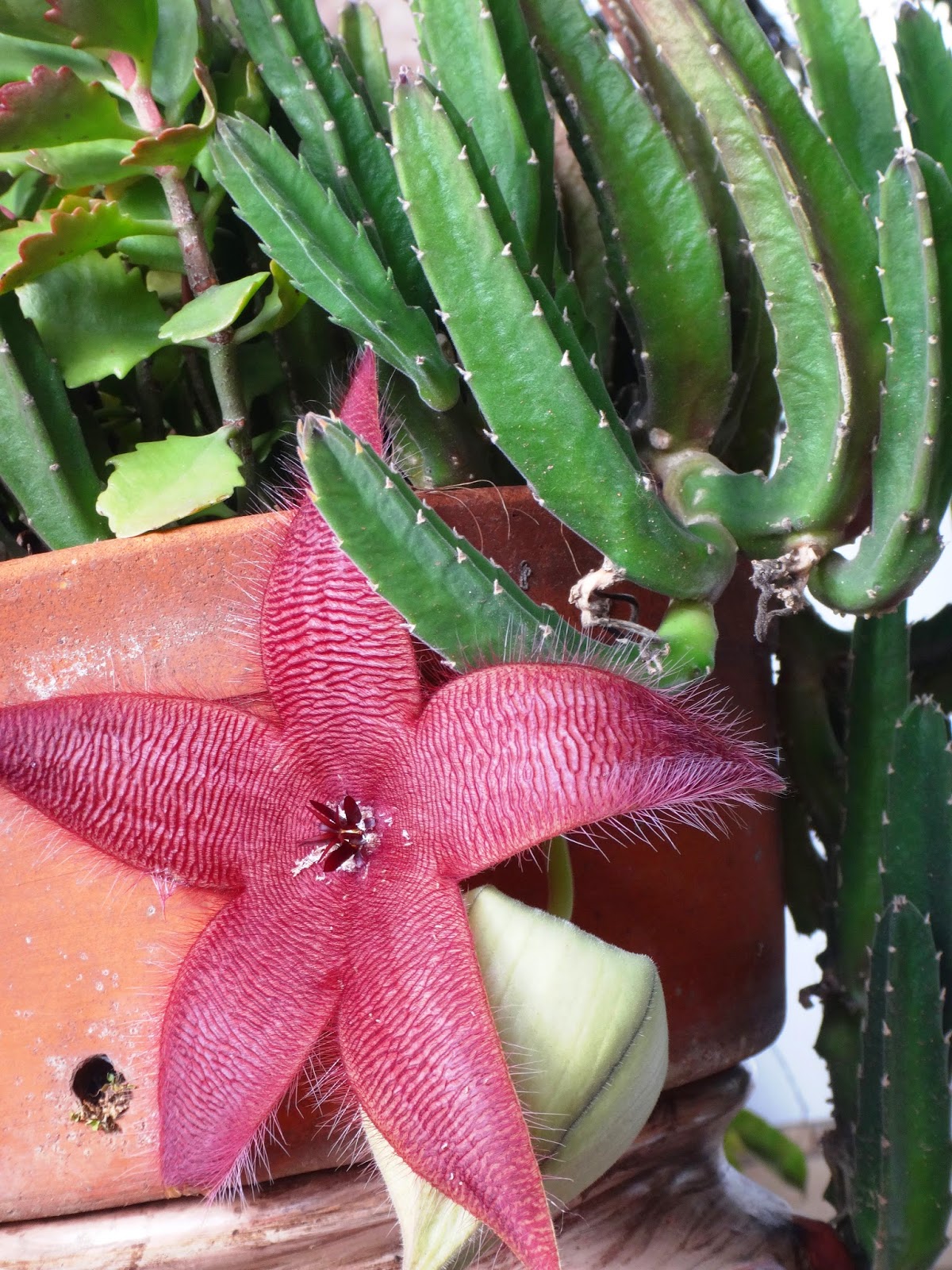 Uma flor por dia Stápelia