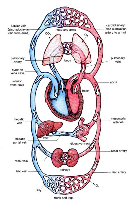 The Circulatory System Controls The Steady Circulation