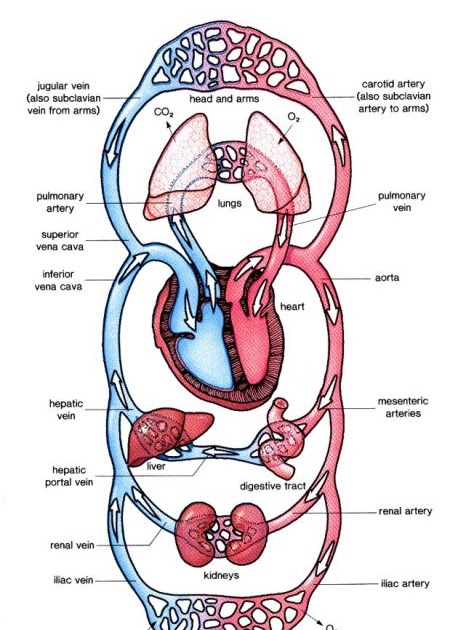 Brenda's A & P Eportfolio: Objective 16: Outline the path of blood flow