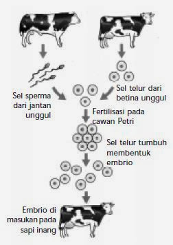 Pemanfaatan Bioteknologi Konvensional di Berbagai Bidang Kehidupan Seperti yang telah Anda ketahui bahwa pada bioteknologi konvensional ini tidak ada rekay Pemanfaatan Bioteknologi Konvensional di Berbagai Bidang Kehidupan