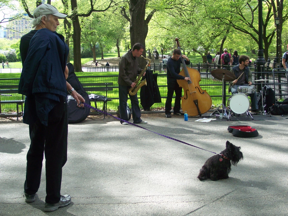 Básicos de NY ya no vive aquí. (La resiliencia) PERROS DE NUEVA YORK