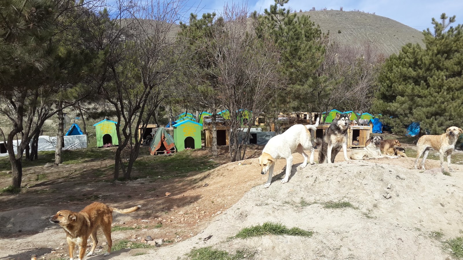 Evsiz hayvanlar bir kişinin sorumluluğundadır Evsiz hayvanlar bir kişinin sorumluluğundadır