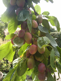 Plum Jam Recipe