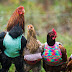 JERSEIS DE LLANA PER POLLASTRES JUBILATS I PINGÜINS EN PERILL