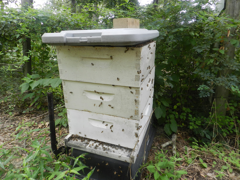 Adding a Super to the Bee Hive