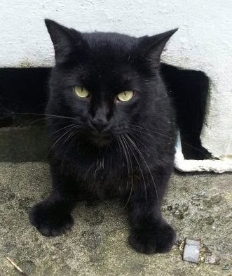 Can I Buy A Hemingway Cat Can I Buy A Hemingway Cat
