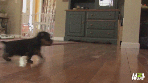 animal gif, gif picture, cute puppy running