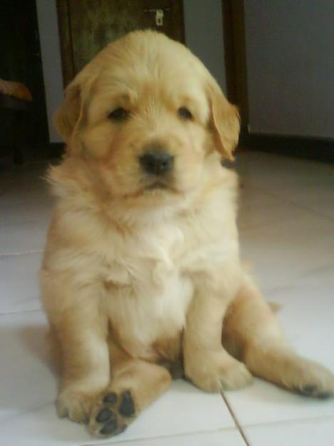 dogs+gallery+(11).jpg