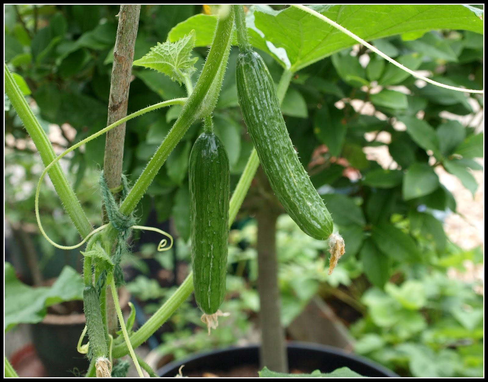Mark's Veg Plot "Cocktail" Cucumbers