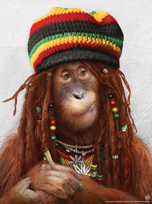 Crazy Rasta