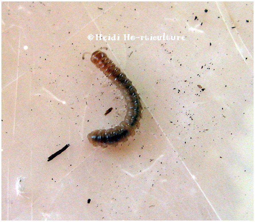 heidi horticulture worms in house plant soil heidi horticulture worms in house plant soil