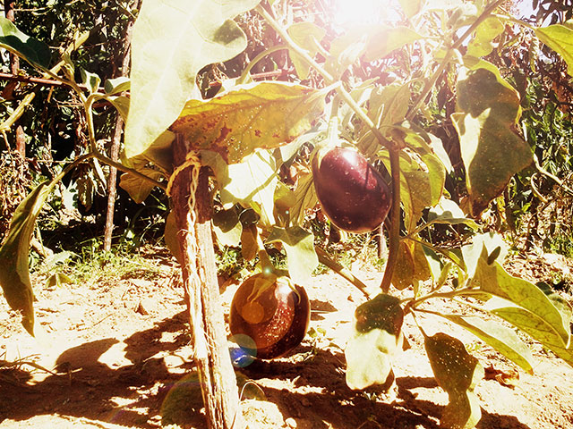 beringelas beringelas horta