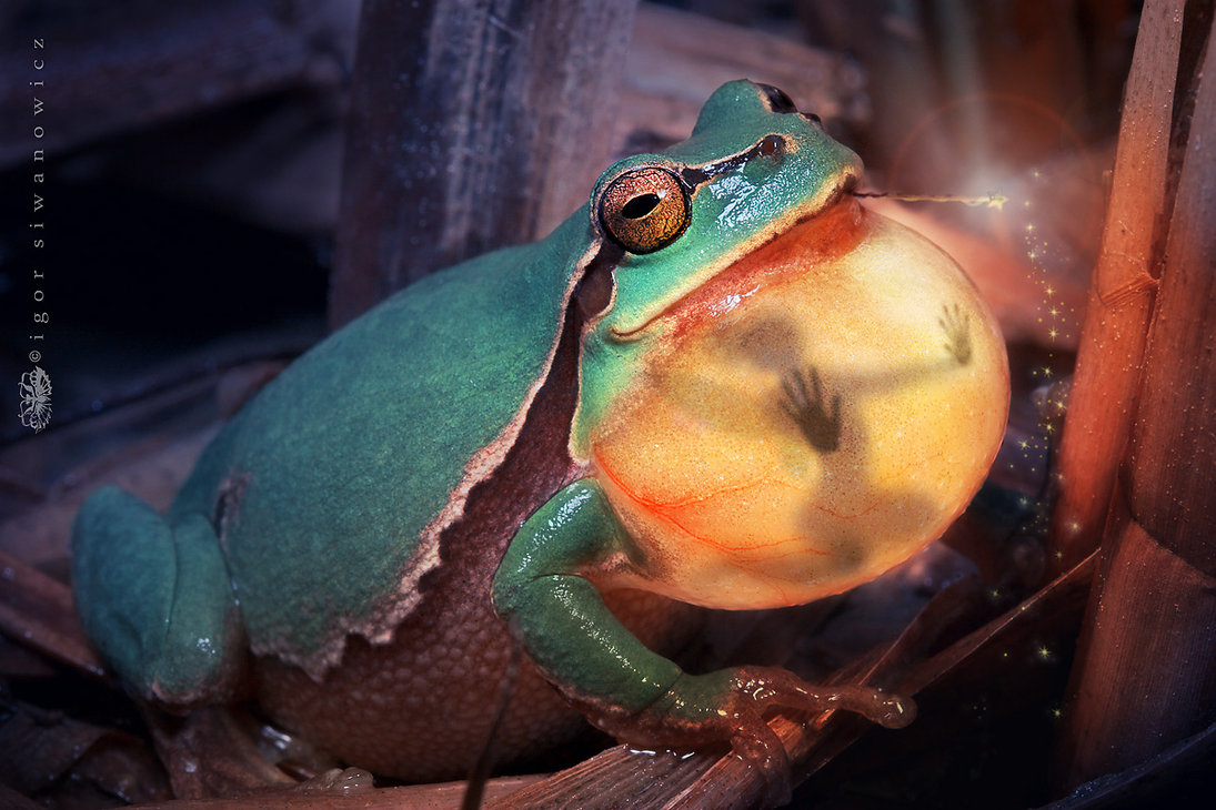 Frog From Thumbelina