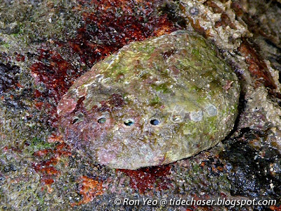 Abalone (Haliotis sp.) Abalone (Haliotis sp.)