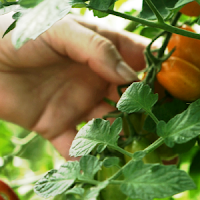tomate solis