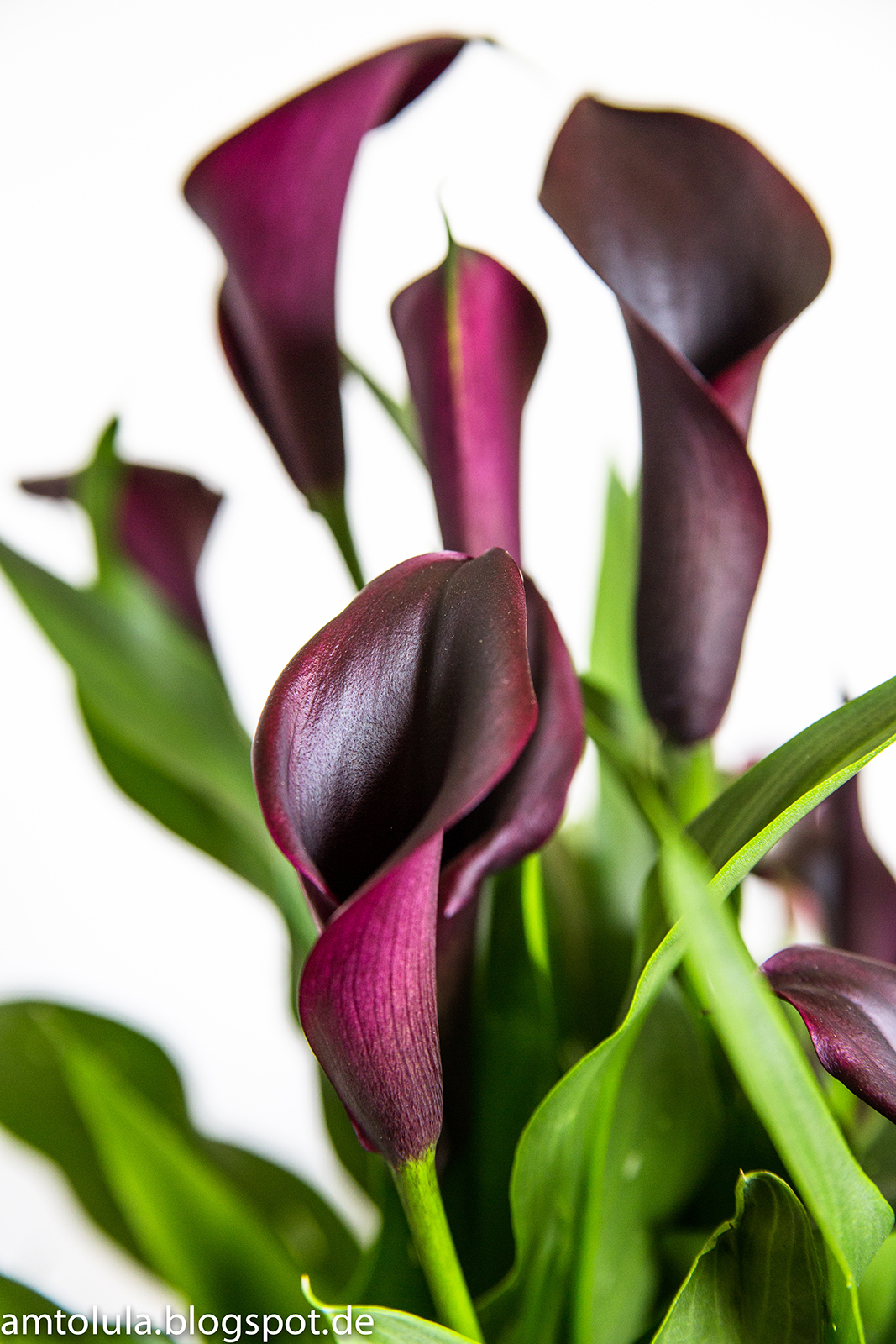 Calla Lily Colors Calla Lily Colors