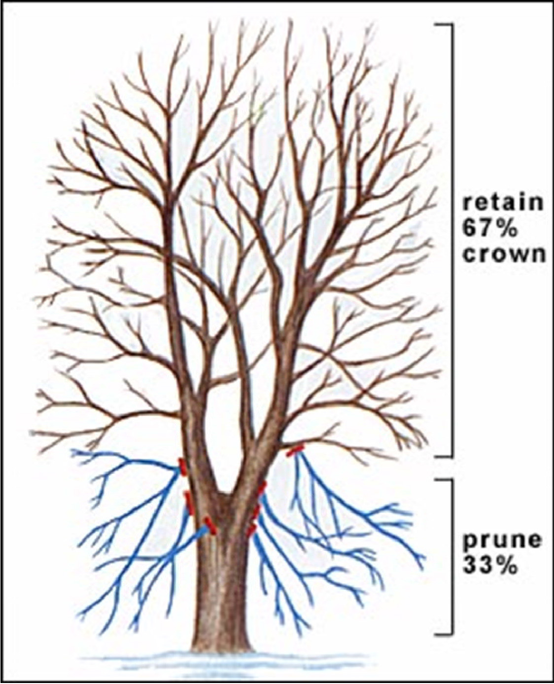 shelter blog tree limbing