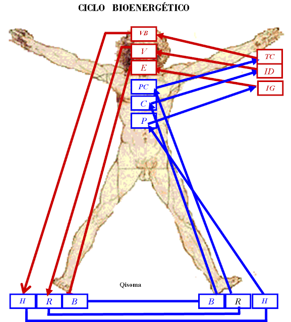 Acupuntura_ciclo_bioenergetico.png