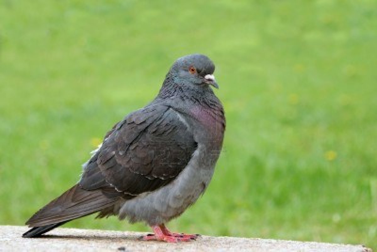 pigeons and doves pigeons and doves