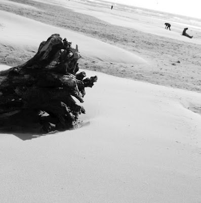 Driftwood on Pacific Coast beach, OR Driftwood sculpture on Pacific Coast beach, OR