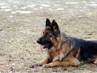 german shepherd puppy wallpaper