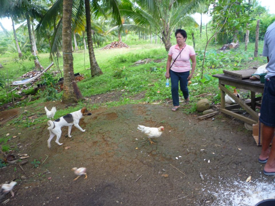 ang mga manok kung kailangan ng masarap sarap nachicken barbecue