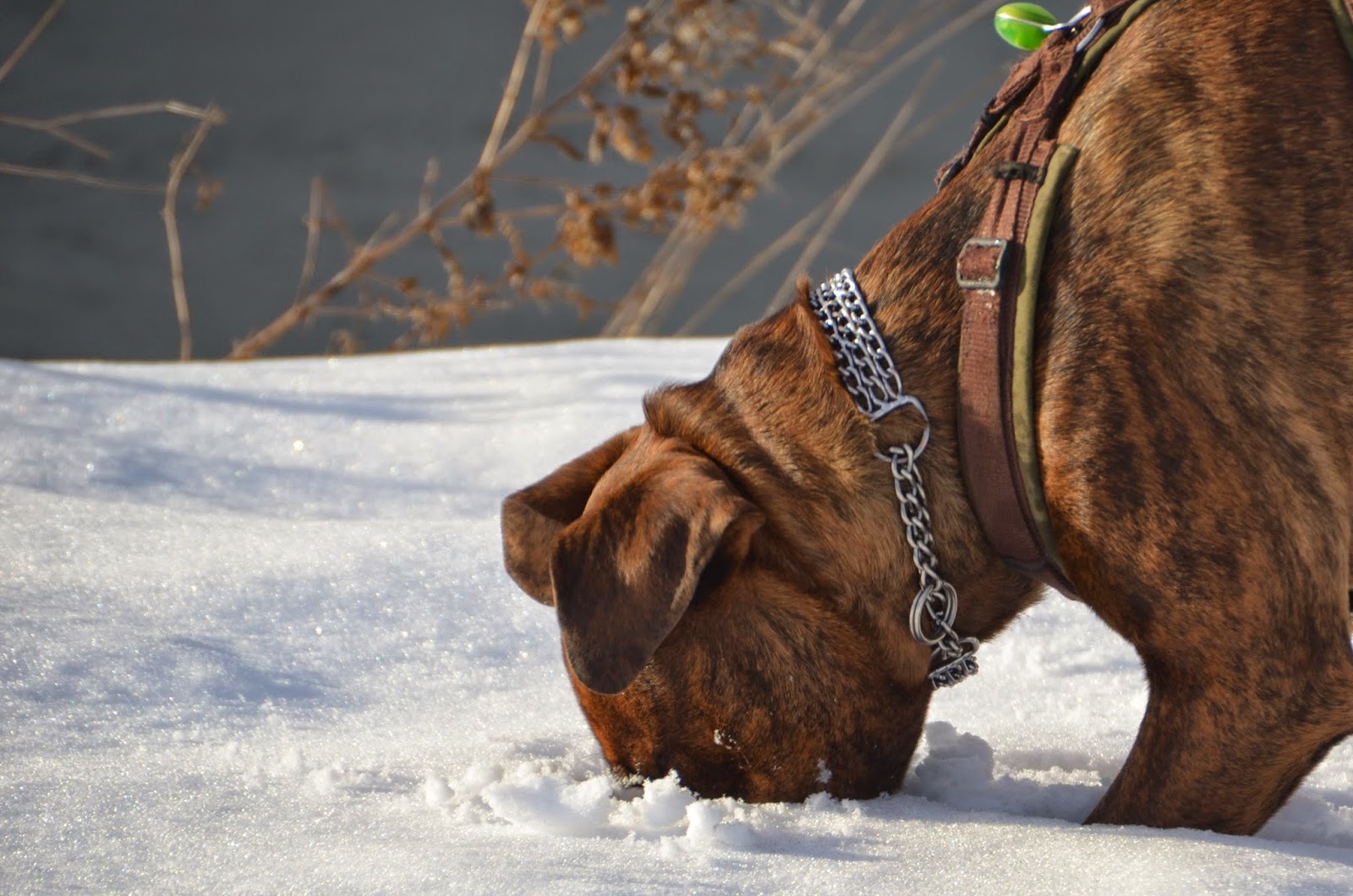 ein Hundefreilauf für NörtenHardenberg Schnuppern, schnüffeln