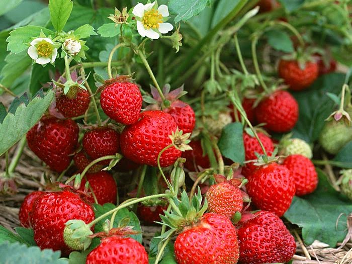 strawberry fruits