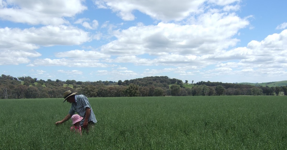 K T 's Farm Life Crop Inspection.