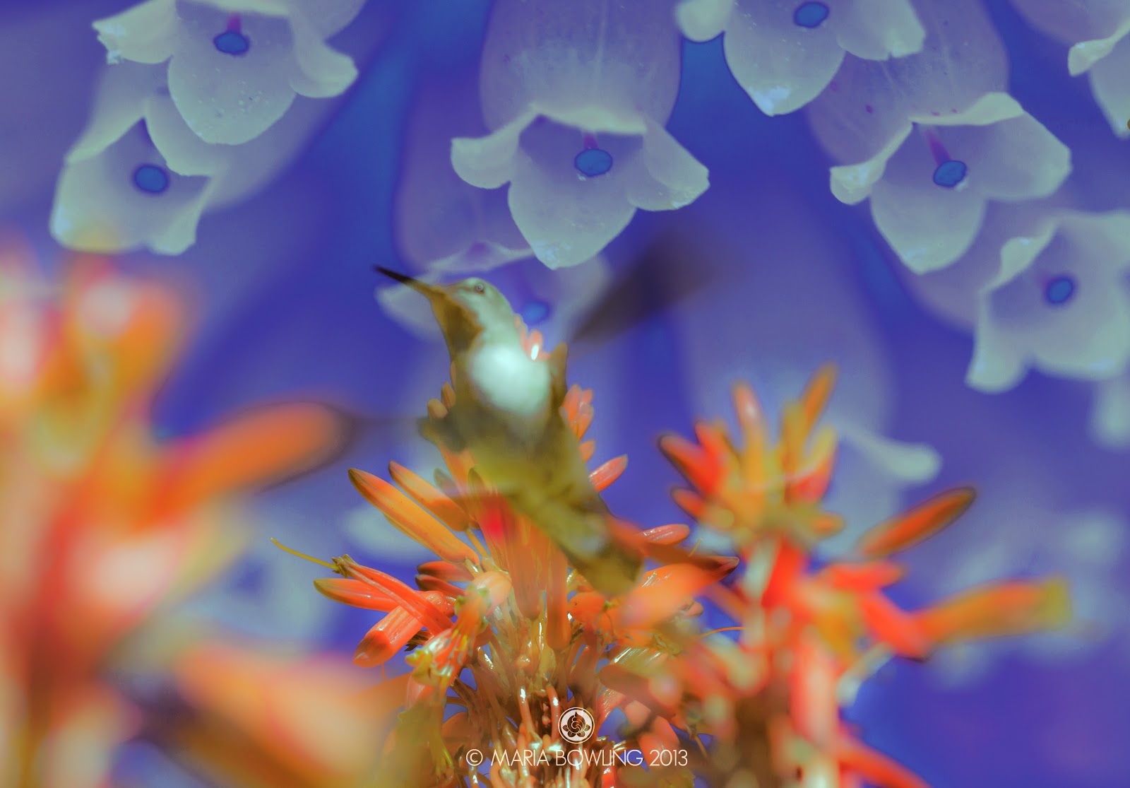 Pretty Medicine Hummingbird Medicine