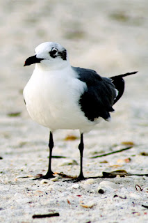 iphone background wallpaper