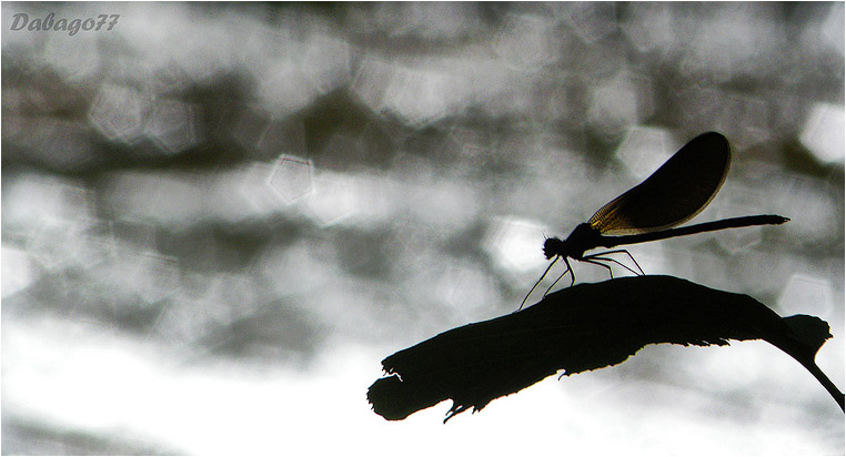 emphoka, photo of the day, David BG, Nikon Coolpix P80 emphoka, photo of the day, David BG, Nikon Coolpix P80