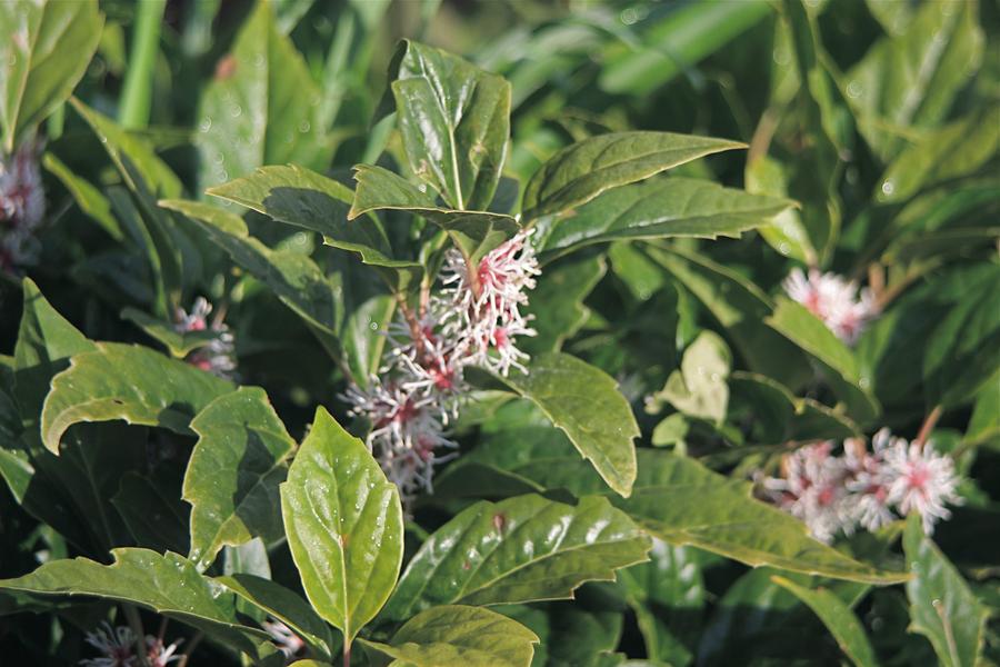 is pachysandra poisonous to dogs