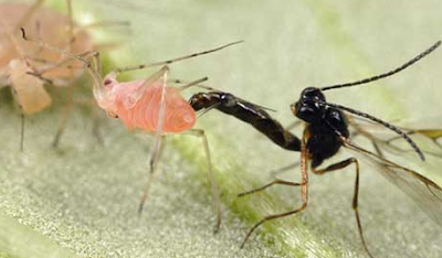 Tawon Parasitoid (Braconidae)